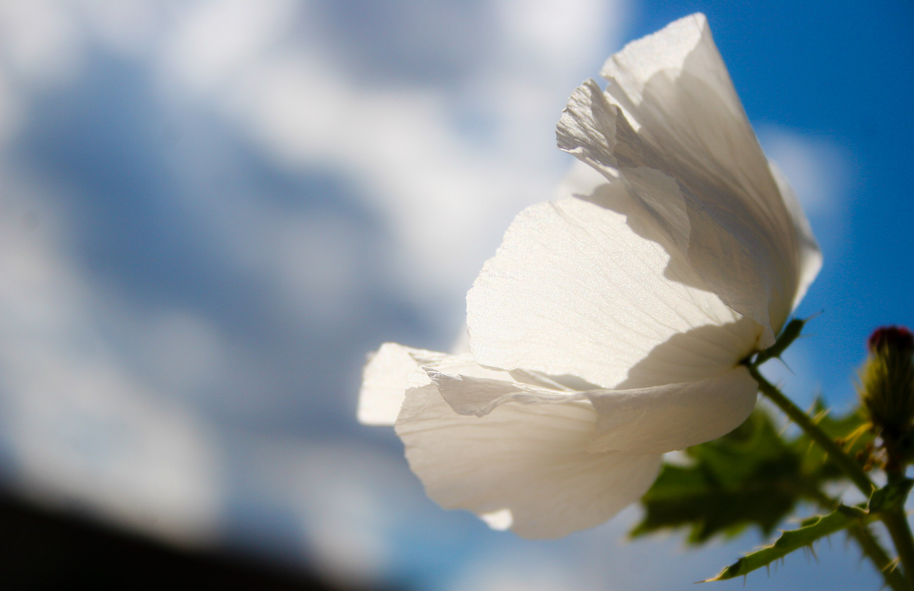 Small white flower