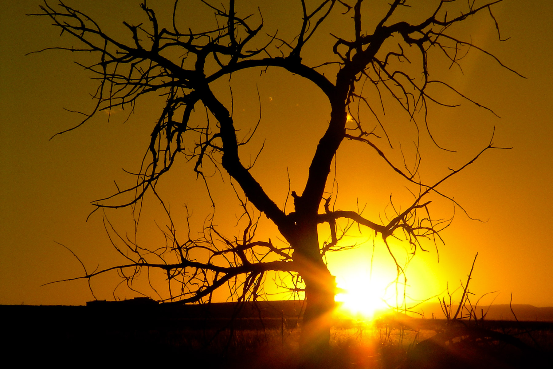 A silhouette of a tree at sunset