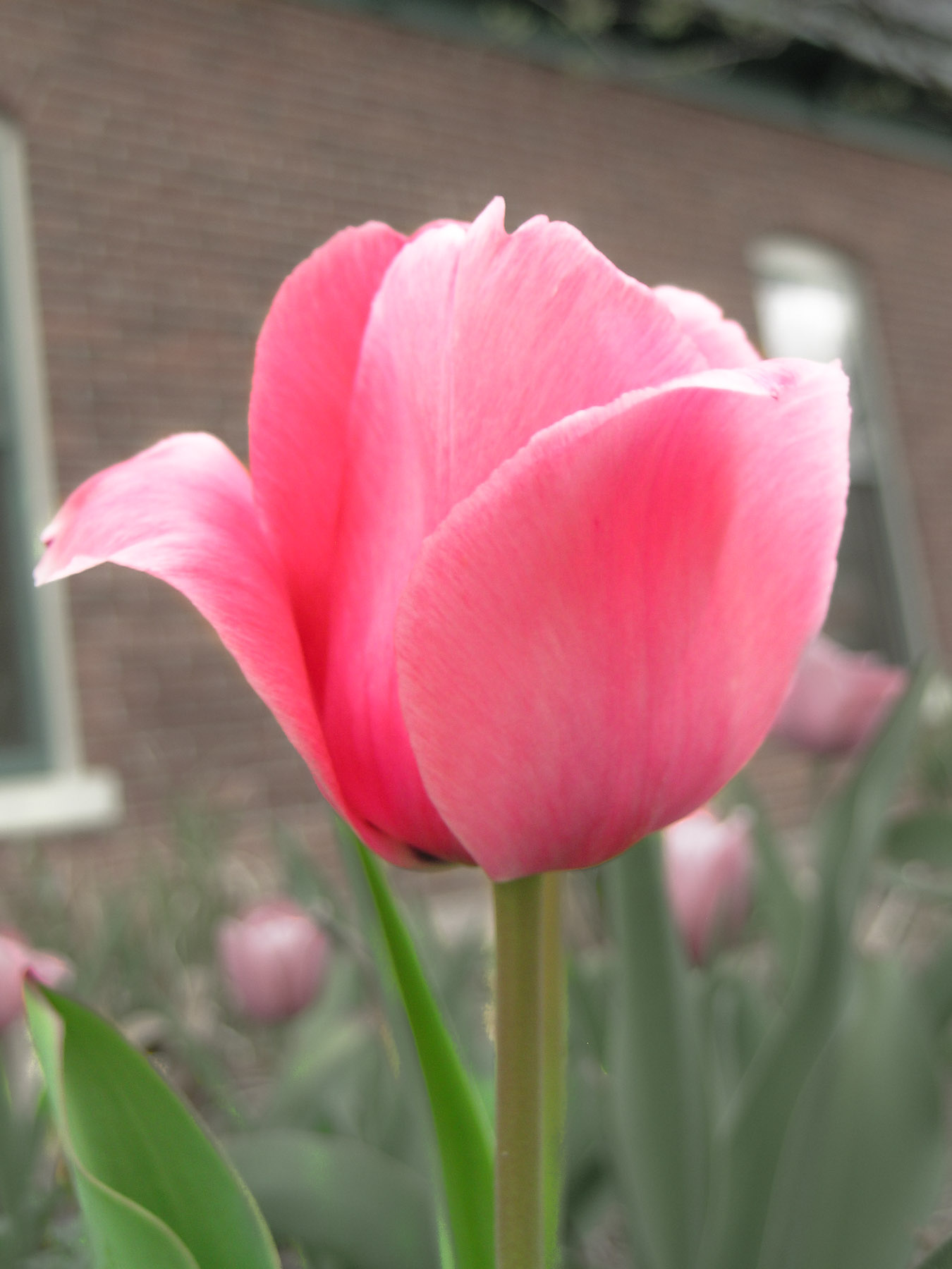 Pink tulip