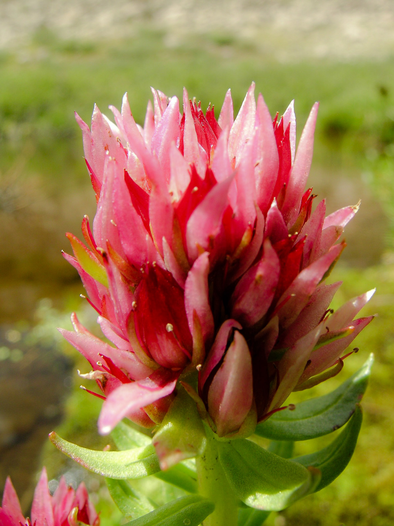 Rosy Paintbrush flower