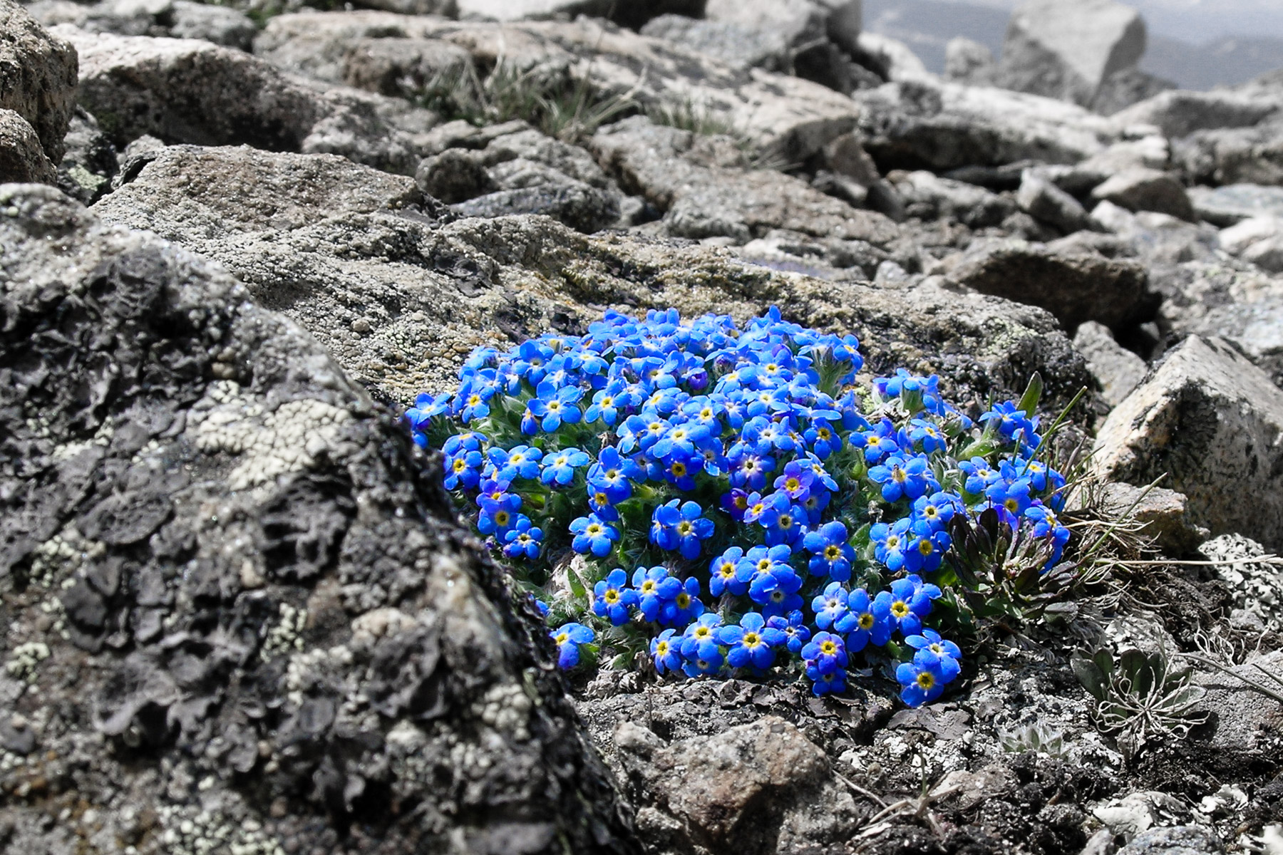 Forget-Me-Not flowers