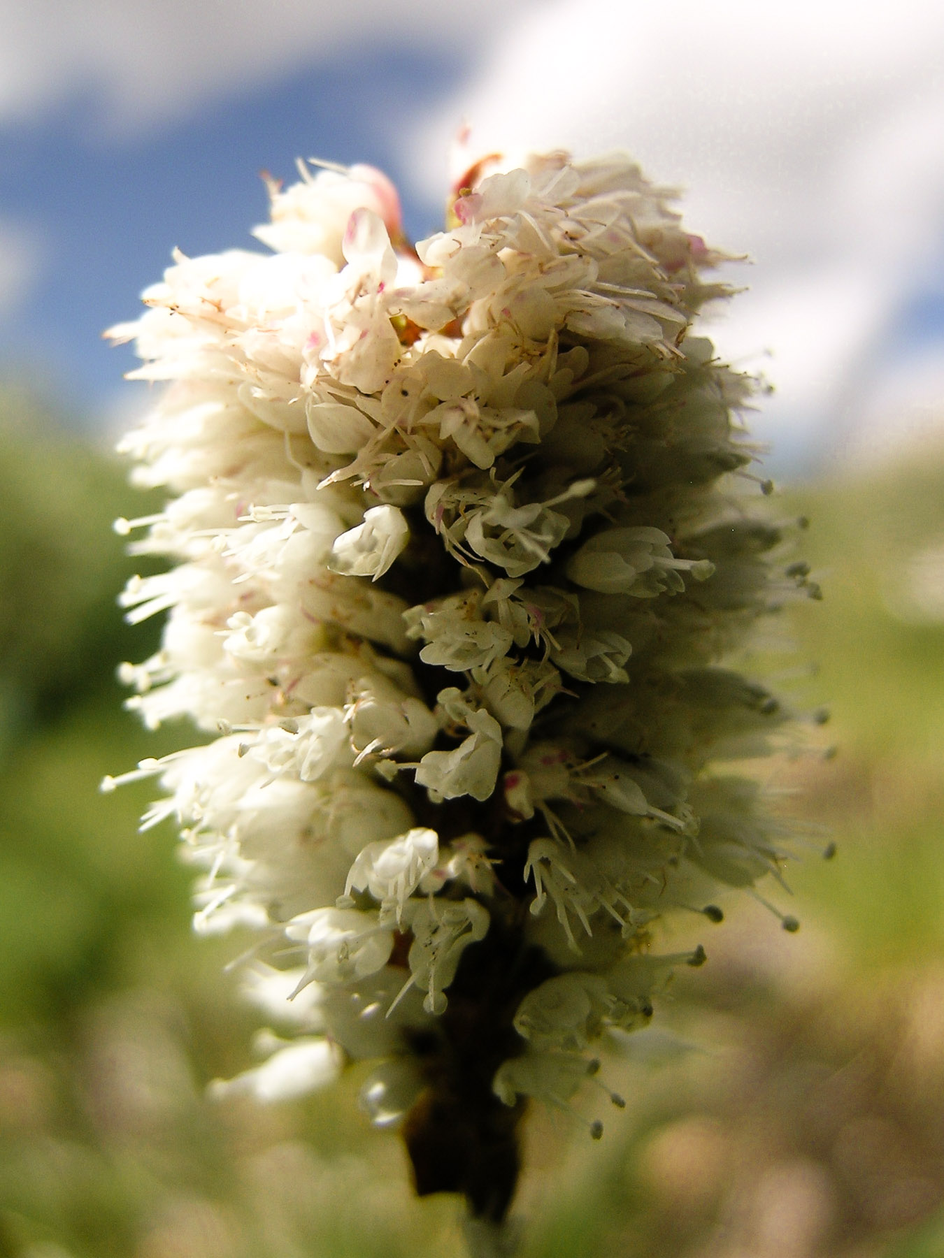 American Bistort flower